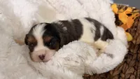 Chip , a male Cavalier King Charles Spaniel for sale in Paris, KY – 3 of 10