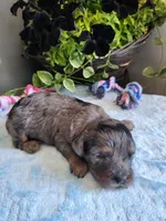 Jake, a male Cavapoo for sale in Paris, KY – 3 of 3