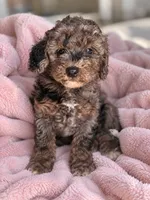 Molly (Solid Phantom Merle), a female Poodle - Miniature  for sale in Paris, KY – 1 of 5