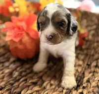 Blue , a male Cavalier King Charles Spaniel for sale in Paris, KY – 6 of 9