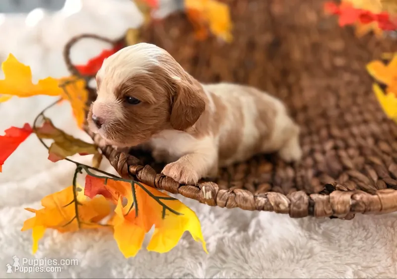 Memphis  – Cavalier King Charles Spaniel puppy for sale in Paris, KY