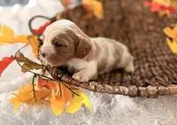 Memphis , a male Cavalier King Charles Spaniel for sale in Paris, KY – 5 of 9