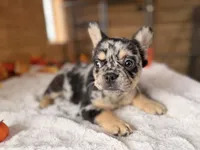 Mabel, a female French Bulldog for sale in Paris, KY – 3 of 6