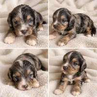 Buddy, a male Cavapoo for sale in Paris, KY – 1 of 1