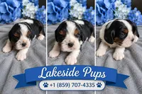 Joe , a male Cavalier King Charles Spaniel for sale in Paris, KY – 2 of 2