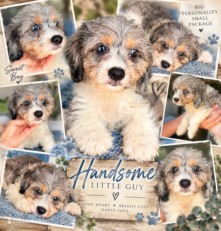 Cooper – Cavapoo puppy for sale in Paris, KY