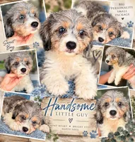 Cooper, a male Cavapoo for sale in Paris, KY – 1 of 2