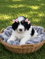 Callie , a female Miniature Goldendoodle for sale in Paris, KY – 1 of 3