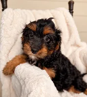 Tilly, a female Cavapoo for sale in Paris, KY – 4 of 4