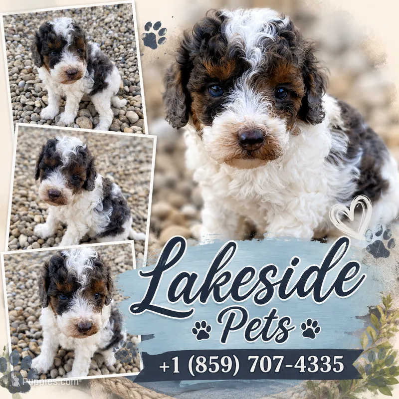 Maxwell (Phantom Parti Merle) – Poodle - Miniature  puppy for sale in Paris, KY