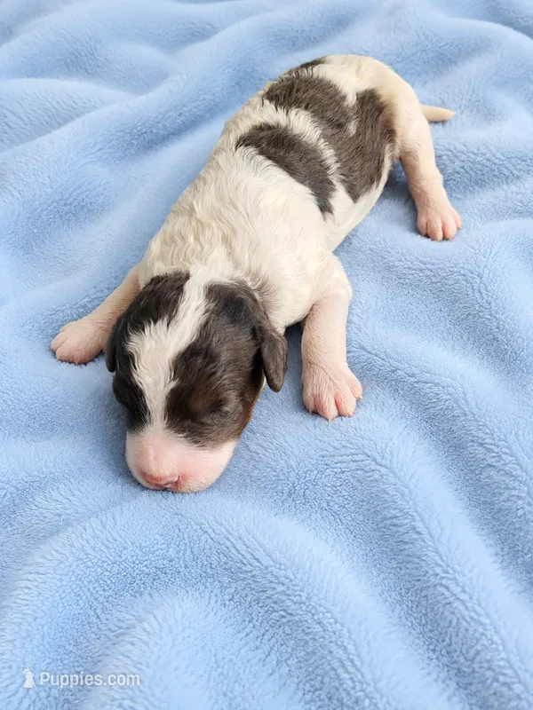 Rhett (Phantom Merle Parti) – Poodle - Miniature  puppy for sale in Paris, KY