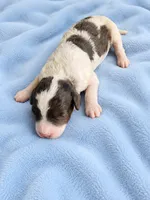 Rhett (Phantom Merle Parti), a male Poodle - Miniature  for sale in Paris, KY – 1 of 2