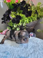 Oliver , a male Cavapoo for sale in Paris, KY – 1 of 4