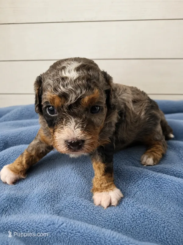 Autumn  – Cavapoo puppy for sale in Paris, KY