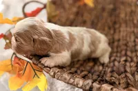 Memphis , a male Cavalier King Charles Spaniel for sale in Paris, KY – 1 of 9