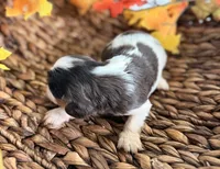 Chip , a male Cavalier King Charles Spaniel for sale in Paris, KY – 4 of 10