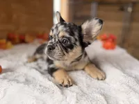 Mabel, a female French Bulldog for sale in Paris, KY – 4 of 6