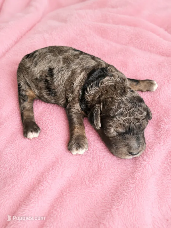 Molly (Solid Phantom Merle) – Poodle - Miniature  puppy for sale in Paris, KY