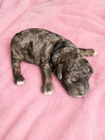 Molly (Solid Phantom Merle), a female Poodle - Miniature  for sale in Paris, KY – 1 of 2