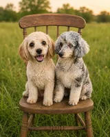 Samuel , a male Cavapoo for sale in Paris, KY – 2 of 2