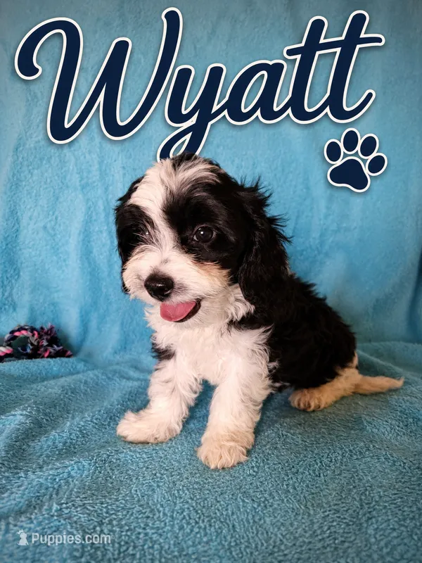 Wyatt – Cavapoo puppy for sale in Paris, KY