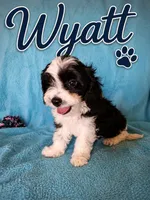 Wyatt, a male Cavapoo for sale in Paris, KY – 1 of 1