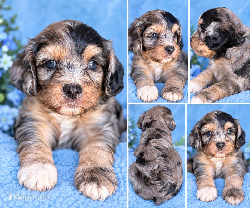 Ted  – Cavapoo puppy for sale in Paris, KY