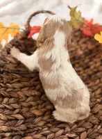 Memphis , a male Cavalier King Charles Spaniel for sale in Paris, KY – 8 of 9