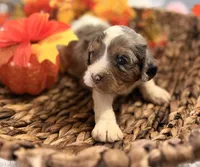 Blue , a male Cavalier King Charles Spaniel for sale in Paris, KY – 8 of 9