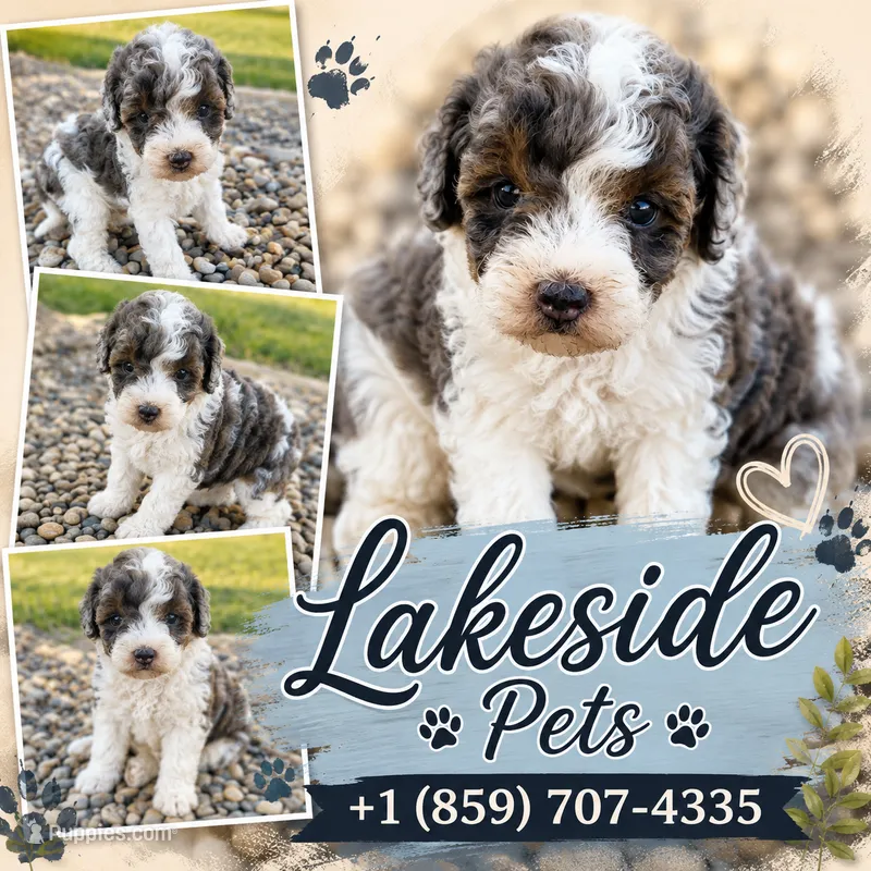 Rhett (Phantom Merle Parti) – Poodle - Miniature  puppy for sale in Paris, KY