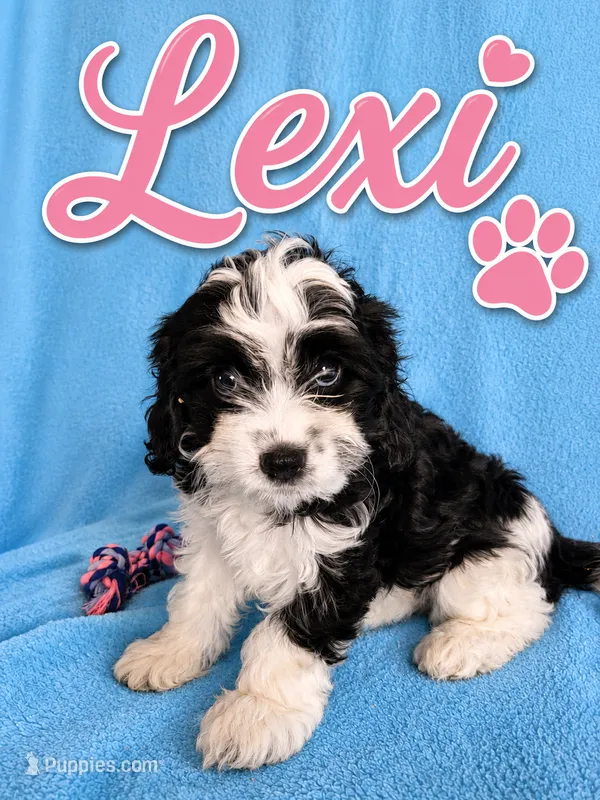 Lexi – Cavapoo puppy for sale in Paris, KY