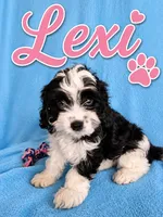 Lexi, a female Cavapoo for sale in Paris, KY – 1 of 1