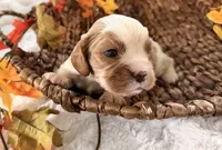 Memphis , a male Cavalier King Charles Spaniel for sale in Paris, KY – 3 of 9