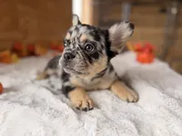 Mabel, a female French Bulldog for sale in Paris, KY – 6 of 6