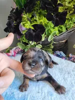 Oliver , a male Cavapoo for sale in Paris, KY – 4 of 4