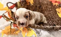 Memphis , a male Cavalier King Charles Spaniel for sale in Paris, KY – 2 of 9