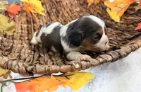 Chip , a male Cavalier King Charles Spaniel for sale in Paris, KY – 7 of 10