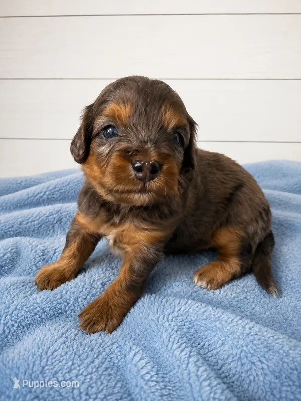 Rosie – Cavapoo puppy for sale in Paris, KY