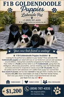 Oakley, a male Miniature Goldendoodle for sale in Paris, KY – 2 of 3
