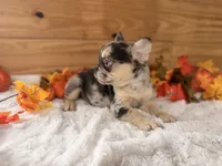 Muffin/Chocolate , a female French Bulldog for sale in Paris, KY – 2 of 3
