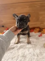 Truffle , a female French Bulldog for sale in Paris, KY – 1 of 7