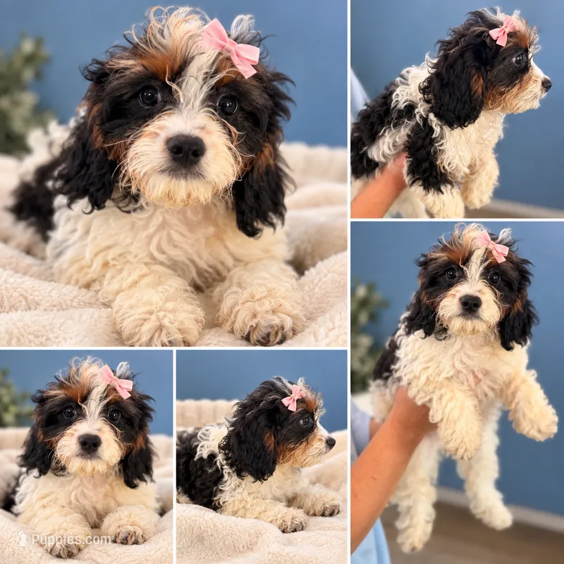 Berry – Cavapoo puppy for sale in Paris, KY