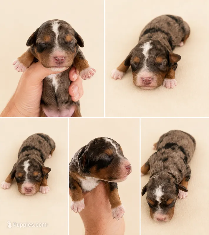 Autumn  – Cavapoo puppy for sale in Paris, KY