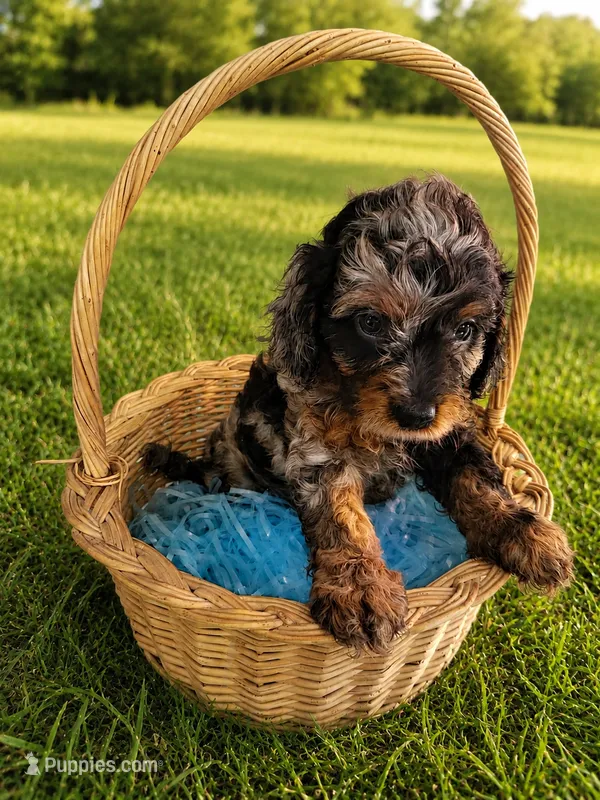 Oliver  – Cavapoo puppy for sale in Paris, KY