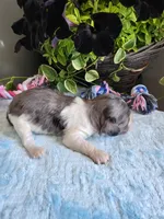 Cooper, a male Cavapoo for sale in Paris, KY – 2 of 3