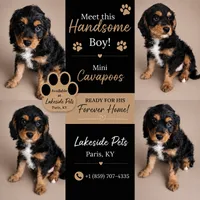 Sampson, a male Cavapoo for sale in Paris, KY – 2 of 2