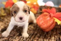 Drake , a male Cavalier King Charles Spaniel for sale in Paris, KY – 3 of 8