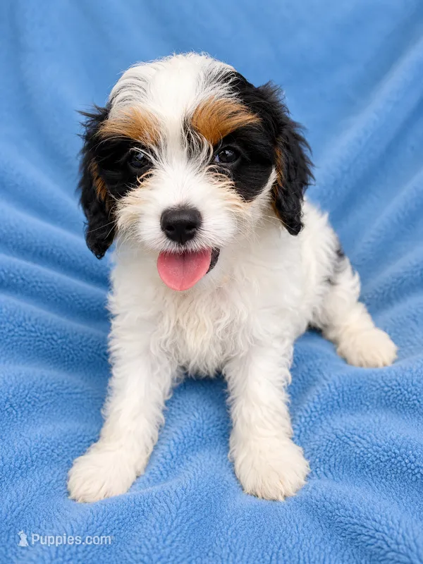 Blake – Cavapoo puppy for sale in Paris, KY
