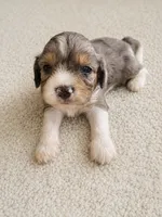 Cooper, a male Cavapoo for sale in Paris, KY – 2 of 3