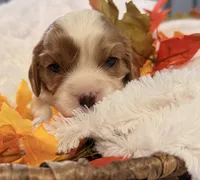 Drake , a male Cavalier King Charles Spaniel for sale in Paris, KY – 2 of 8